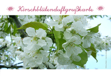 Kirschblütenduftgrußkarte - Frühling