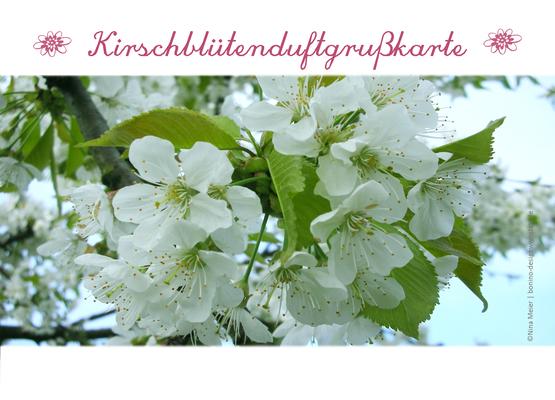 Kirschblütenduftgrußkarte - meiernina