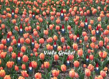 Viele Grüße! - Frühling