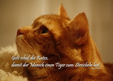 Gott schuf die Katze.... - Sprüche