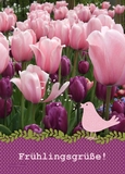 Frühlingsgrüße - Frühling