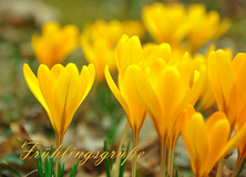 Frühling