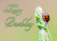 Birthday