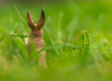 Ostern