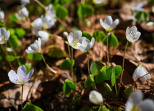 Frühling