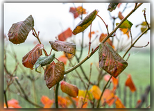 Herbst