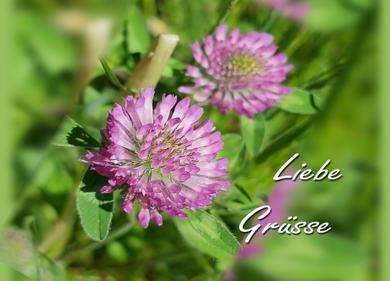  - gerdfisch 